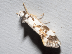 Machetis aphrobola