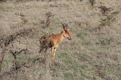 Alcelaphus buselaphus cokii