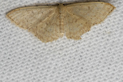 Idaea probleta