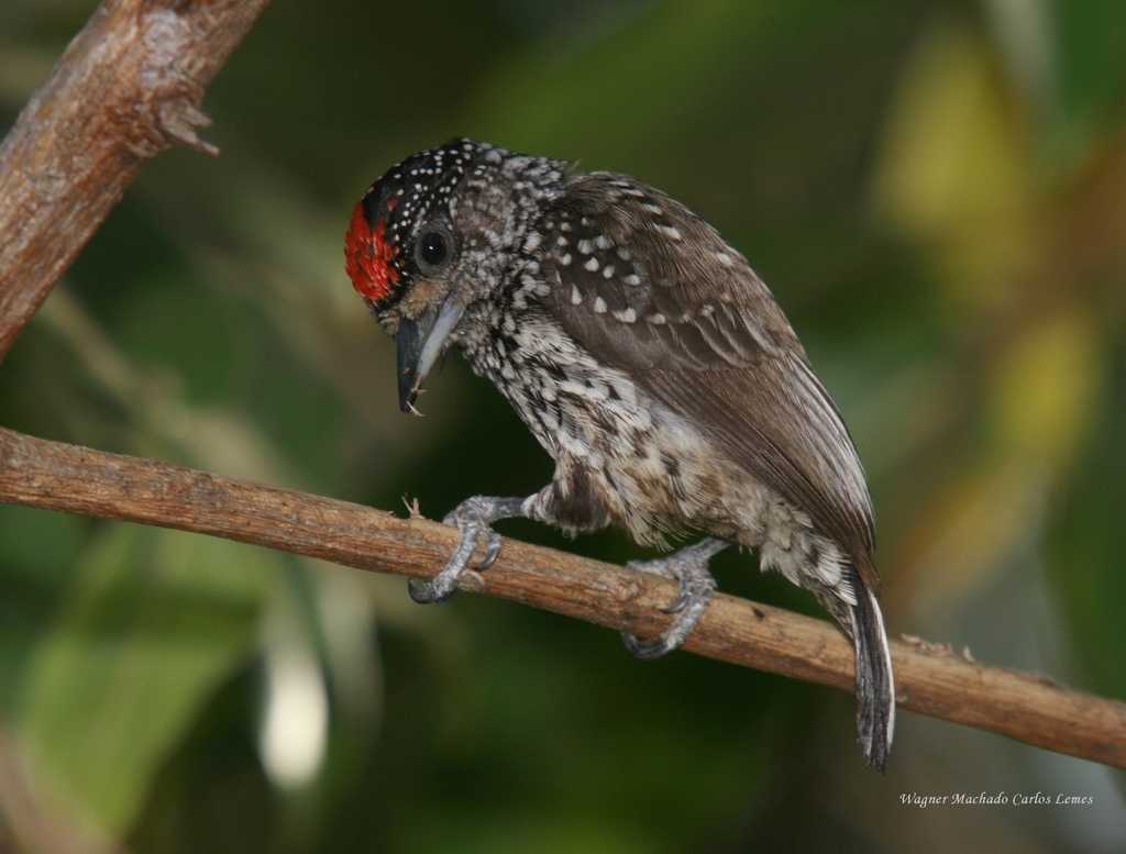 Pica-pau-anão-escamado (Birds of Campo Grande) · iNaturalist