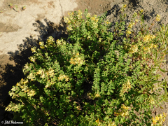 Balbisia gracilis