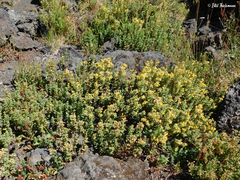 Balbisia gracilis