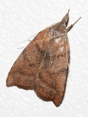 Tortricopsis euryphanella