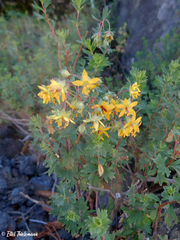 Balbisia gracilis