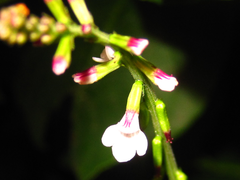 Phryma
