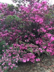 Rhododendron indicum
