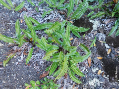 Blechnum microphyllum