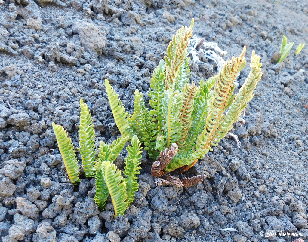 Blechnum microphyllum