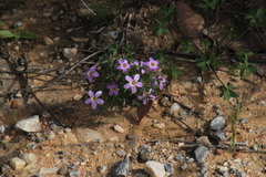 Oxalis aridicola
