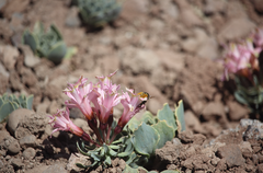Alstroemeria umbellata