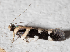 Macrobathra baliomitra