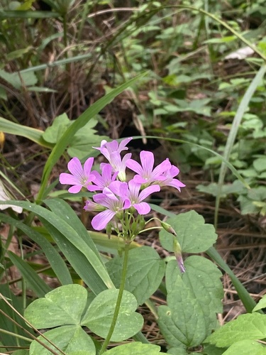 Oxalis debilis image