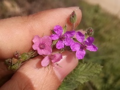 Erodium chium