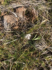 Lomatium gormanii