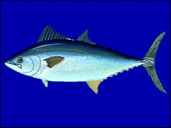 Plain Bonito photo 2