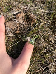 Lomatium gormanii