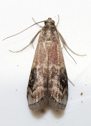 American Plum Borer Moth photo 2