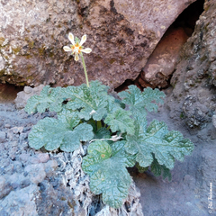 Blumenbachia prietea