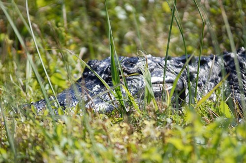 American alligator