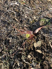 Lomatium salmoniflorum