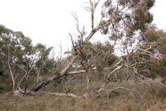 Eucalyptus falciformis