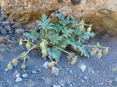 Blumenbachia prietea