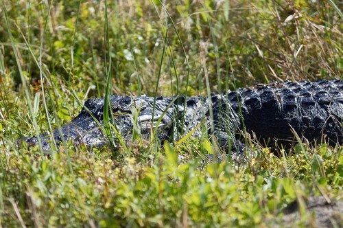 American alligator