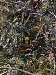 Lomatium salmoniflorum