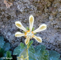 Blumenbachia prietea