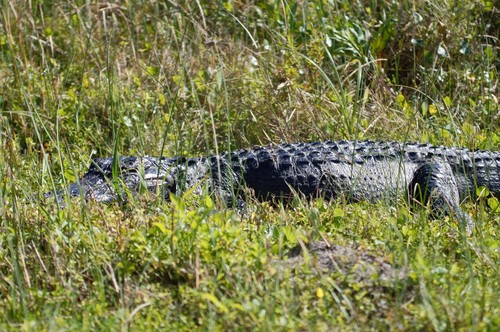 American alligator