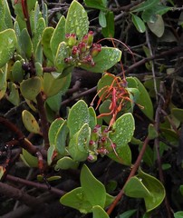 Tristerix verticillatus