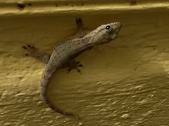 Aristelliger praesignis