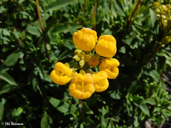Calceolaria dentata