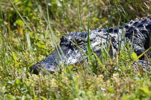 American alligator