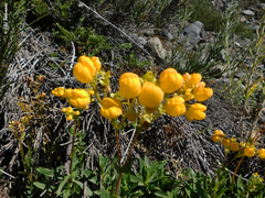 Calceolaria dentata