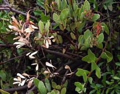 Tristerix verticillatus