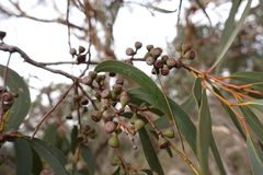 Eucalyptus falciformis