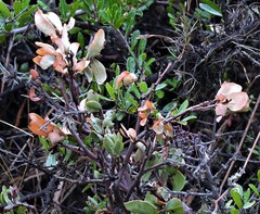 Tristerix verticillatus