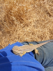 Pogona