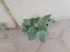 Rumex vesicarius