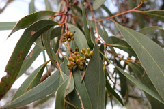 Eucalyptus falciformis