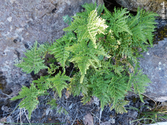 Cheilanthes glauca