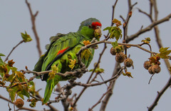 Amazona finschi × viridigenalis