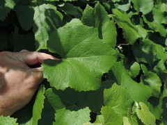 Vitis berlandieri