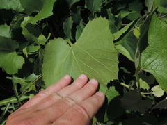 Vitis berlandieri