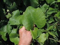 Vitis berlandieri