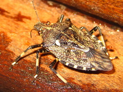 Dalpada cinctipes