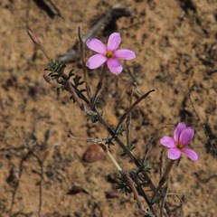 Oxalis hirta tubiflora