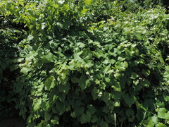 Vitis berlandieri