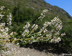 Diostea juncea